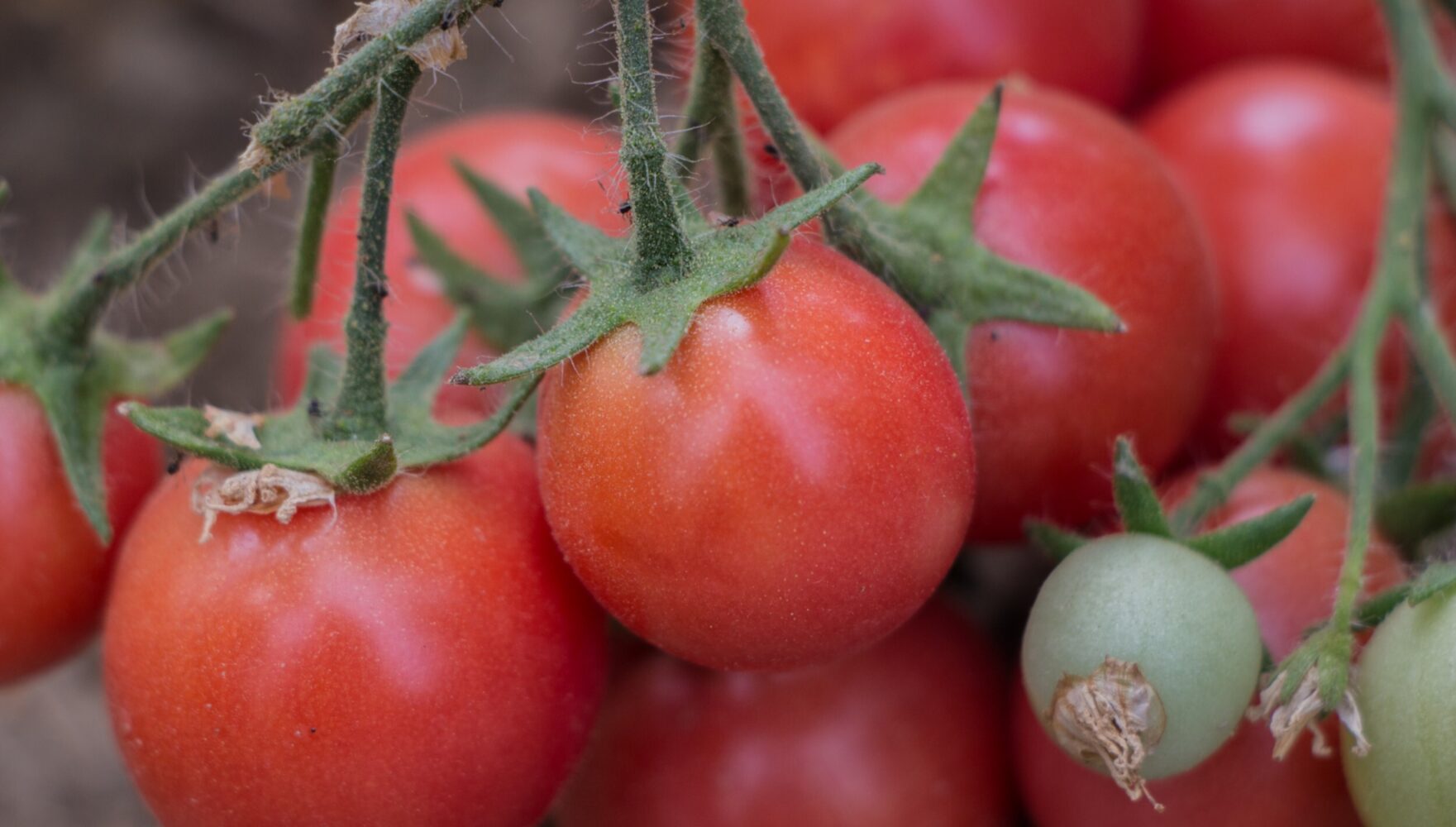 Burgrain Tomatenketchup