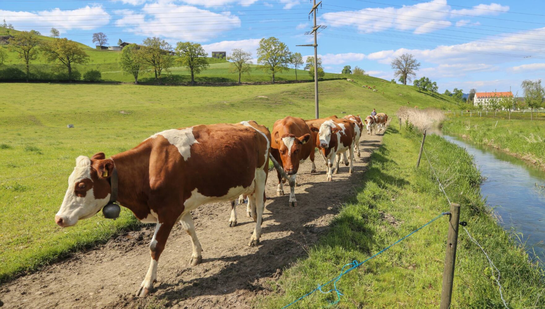 Der Bio-Hof auf dem Burgrain ist ein Vollweidebetrieb- was bedeutet das genau?