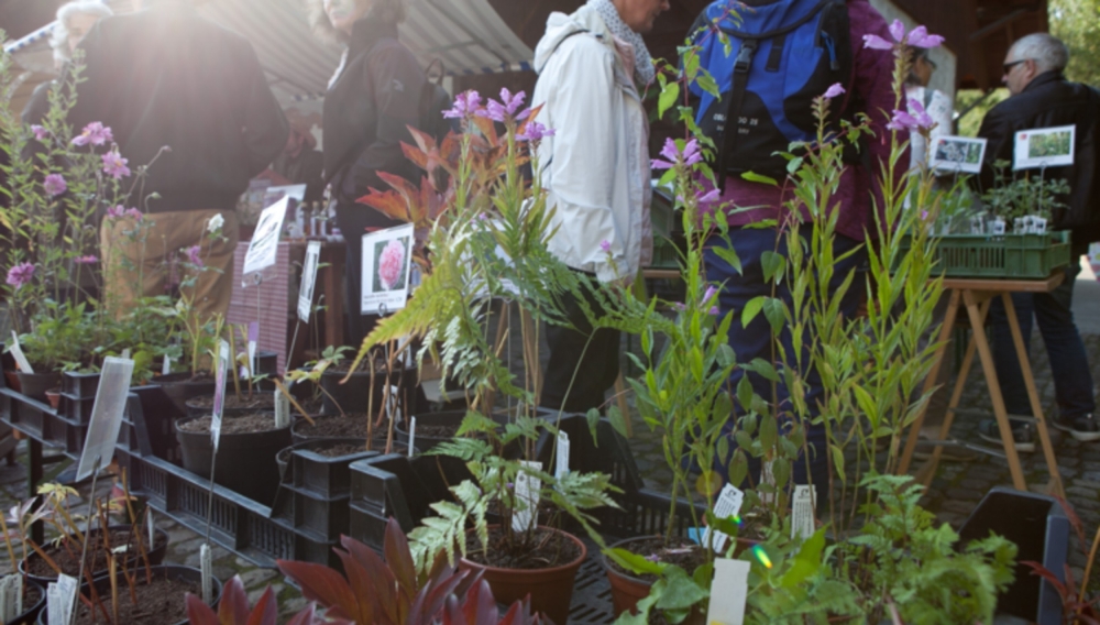 ProSpecieRara Herbstpflanzenmarkt