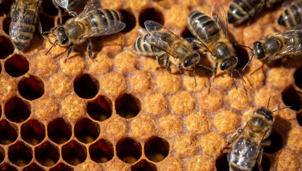 Bienen tiere agrovision burgrain 08