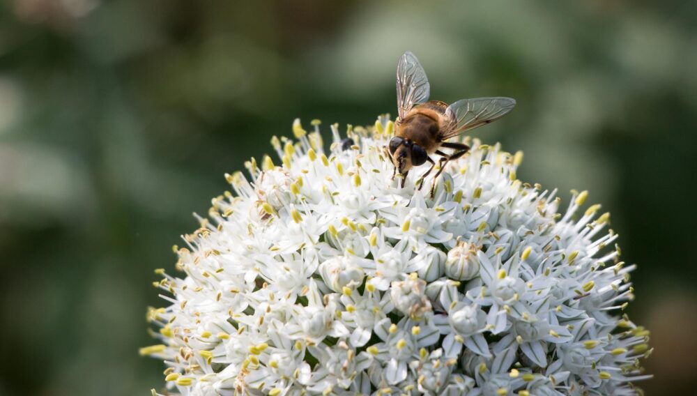 Bienen tiere agrovision burgrain 23