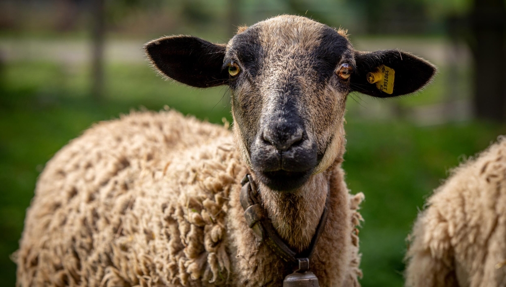 Schafe ziegen tiere agrovision burgrain 02