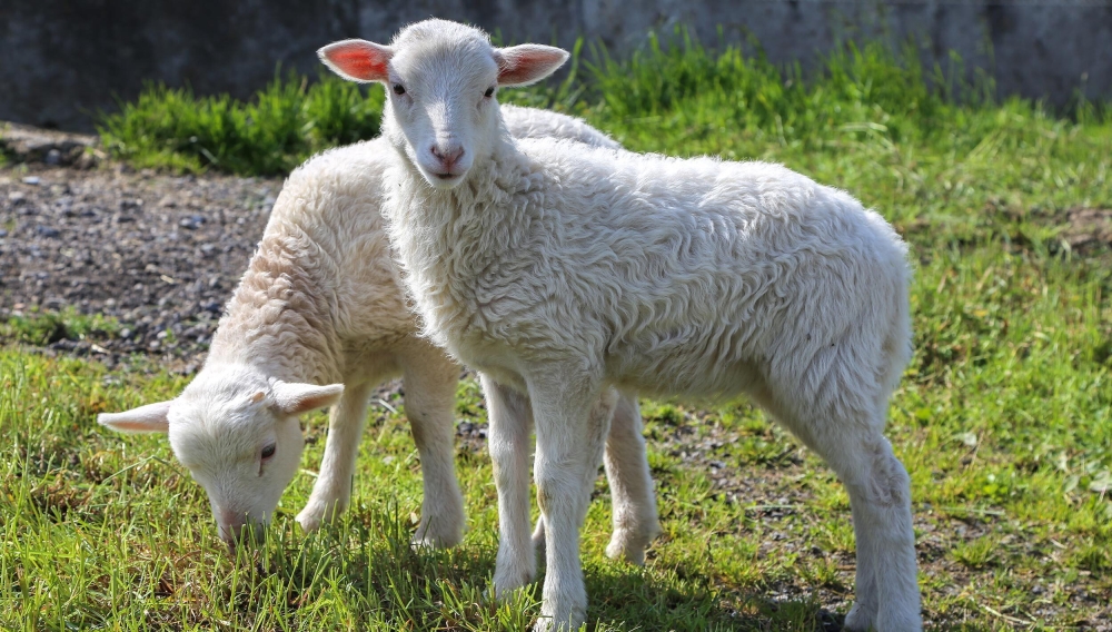 Schafe ziegen tiere agrovision burgrain 04