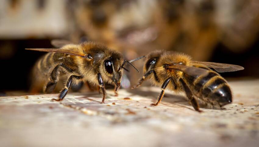 Erlebnisse auf dem Biohof Burgrain